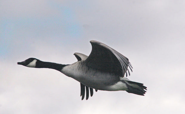 12 gauge starter kit for waterfowl/upland